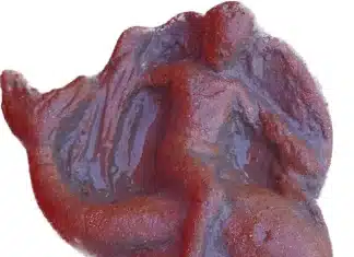 Archeologists in Italy unearth ancient dolphin statuette