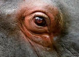 Can humans ever understand how animals think?