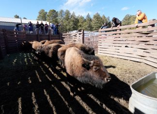 Bison Return to Native American Lands, Revitalizing Sacred Rituals