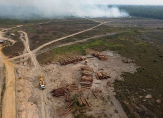 Despite Global Pledges, Tree Loss Is Up Sharply in Tropical Forests