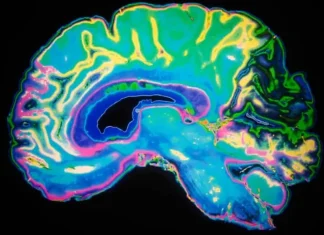 Ayahuasca and DMT: A Portal into the Universal Mind