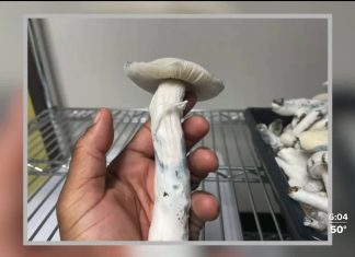 Church that uses ‘magic mushrooms’ sues city of Detroit for $1 billion citing religious discrimination