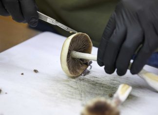 As investors pile into psychedelics, idealism gives way to pharma economics FILE - A grower cuts psilocybin mushrooms to prepare for distribution in Springfield, Ore., Monday, Aug. 14, 2023. Naturally occurring substances like psilocybin, a fungus, can’t be patented by themselves. (AP Photo/Craig Mitchelldyer, File)