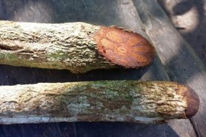 Ayahuasca is an hallucinogenic drink made from the stem and bark of the tropical liana Banisteriopsis caapi and other botanical ingredients. (Shutterstock)