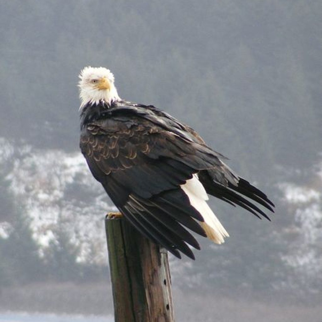 Pillar Point County Park is adjacent to the Highway 112 National Scenic Byway 35-miles west of Port Angeles on the Olympic Peninsula in Washington State. Once you arrive you will feel the soft breeze blowing off the water and hear the sounds of nature’s shorebirds and bald eagles.