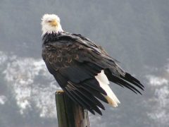 Pillar Point County Park is adjacent to the Highway 112 National Scenic Byway 35-miles west of Port Angeles on the Olympic Peninsula in Washington State. Once you arrive you will feel the soft breeze blowing off the water and hear the sounds of nature’s shorebirds and bald eagles.