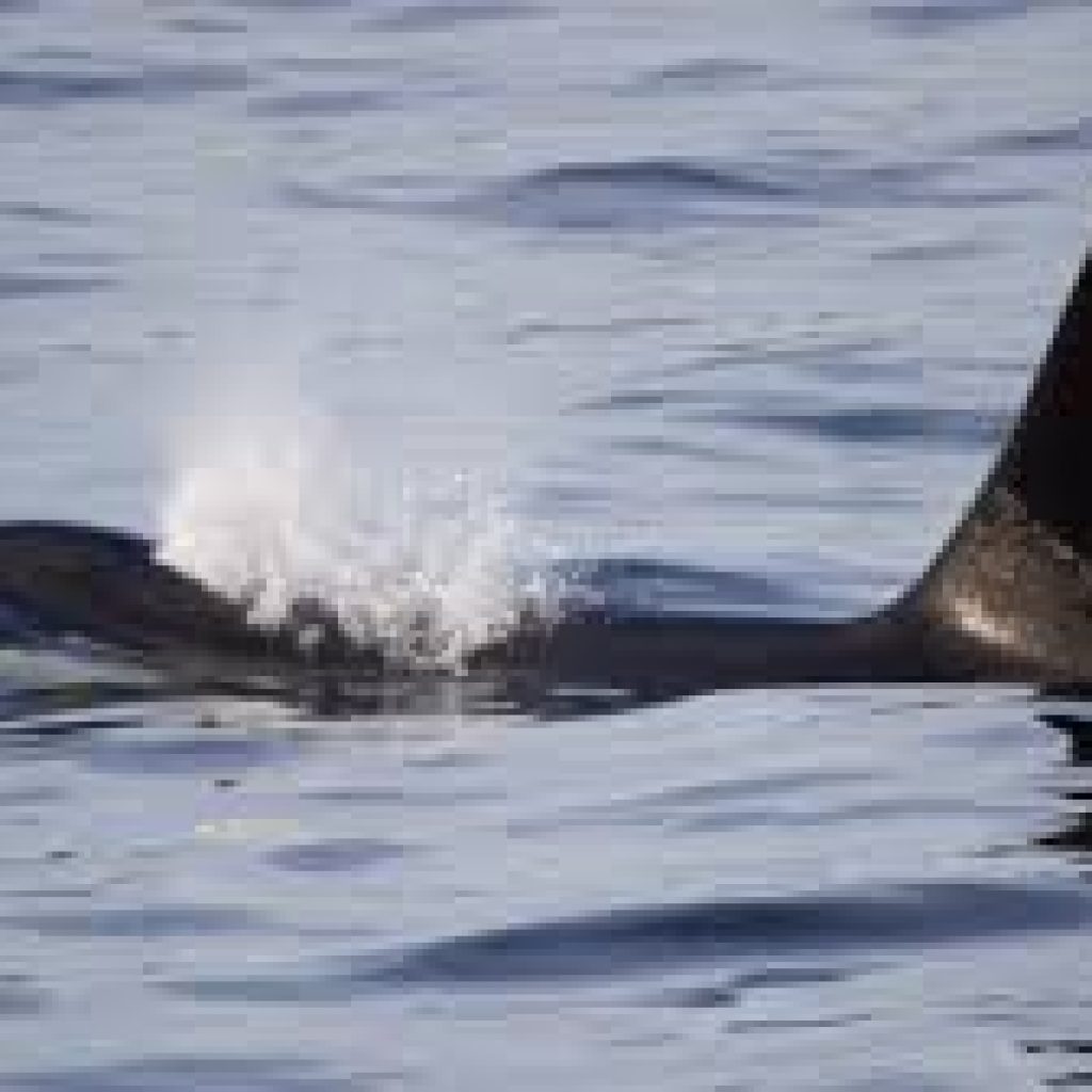 Pillar Point County Park is adjacent to the Highway 112 National Scenic Byway 35-miles west of Port Angeles on the Olympic Peninsula in Washington State. Once you arrive you will feel the soft breeze blowing off the water and hear the sounds of nature’s shorebirds and bald eagles.