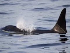 Pillar Point County Park is adjacent to the Highway 112 National Scenic Byway 35-miles west of Port Angeles on the Olympic Peninsula in Washington State. Once you arrive you will feel the soft breeze blowing off the water and hear the sounds of nature’s shorebirds and bald eagles.