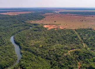 Advanced Amazonian Agriculturalists Intentionally Created ‘Terra Preta’ Thousands of Years Ago A fascinating body of research has revealed how intimately our ancestors were connected to the earth – specifically, ancient Amazonians, who intentionally created a fertile dark earth or ‘terra preta’. The study has found that despite the highly acidic and low nutritional content of the Amazonian soil for agricultural purposes, ancient humans intentionally modified the environment around former human settlements to allow their expansion.