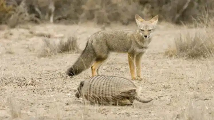 There are more than 10 species of South American fox, including the grey fox [Getty Images]