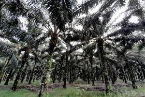 The increasing number of oil palm plantations on Belitung Island means that the ecosystem is threatened and the sustainability of the Lenggang River will be disrupted. Image by Moh Tamimi/Mongabay Indonesia.