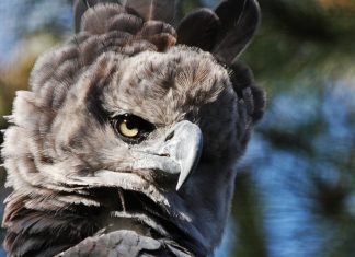 Deforestation haunts top Peruvian reserve and its Indigenous communities