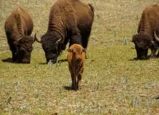 Where the buffalo roamed: Bill would return herds to ancestral Native American lands A herd of bison graze in a meadow on the North Rim of Grand Canyon National Park. Nearly 200 of the animals have been transferred to tribal lands elsewhere in the U.S. since officials began the herd reduction plan in 2018.