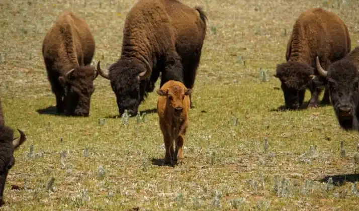 A herd of bison graze in a meadow on the North Rim of Grand Canyon National Park. Nearly 200 of the animals have been transferred to tribal lands elsewhere in the U.S. since officials began the herd reduction plan in 2018.