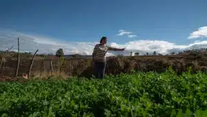 Sofia Aguilar, 63, cultivates alfalfa to feed her cattle, made possible by her ferrocement tank and vermicomposting filter in the Xixovo community (Credit: Stephania Corpi Arnaud)