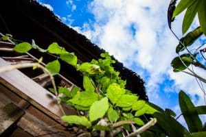 View of an ayahuasca vine.Image: Wikimedia Commons