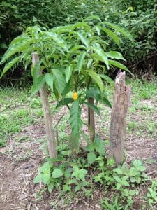 An iboga plant in Gabon