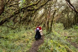 Polylepis forest in Ecuador. Image courtesy of Todd Brown.
