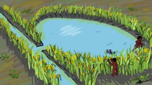 Artwork of the ponds described in the paper. From the Extended data which are open access. Credit: Julian Puig Guevara