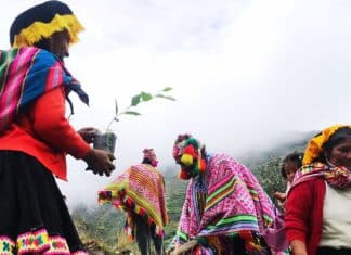 In the high Andes, a dream to restore a special forest takes root