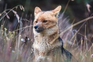 An Andean fox (Lycalopex culpaeus). Image courtesy of Eduardo Obando.