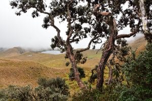 Polylepis tree in Mojanda, Ecuador. Image courtesy of Francisco Tobar.