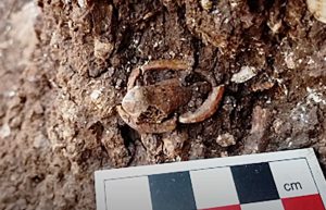 Close-up of intact bone ring on one of the shaman’s phalanges. Credit: M. Anton