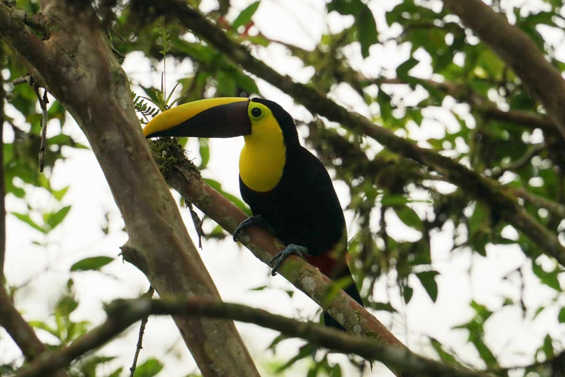 The 8th Annual Shamanic Andes Summit - Shaman Portal