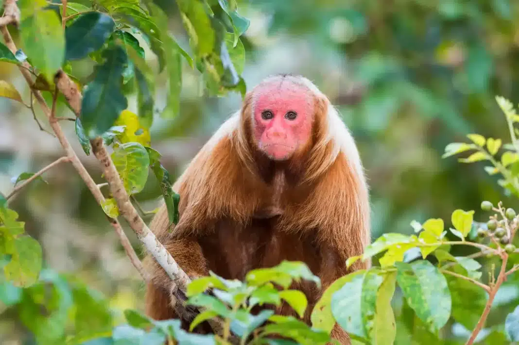 Bald-headed uakari ©Shutterstock This odd-looking monkey with its bright crimson face and bald head is restricted to select wooded habitats near water in the western Amazon