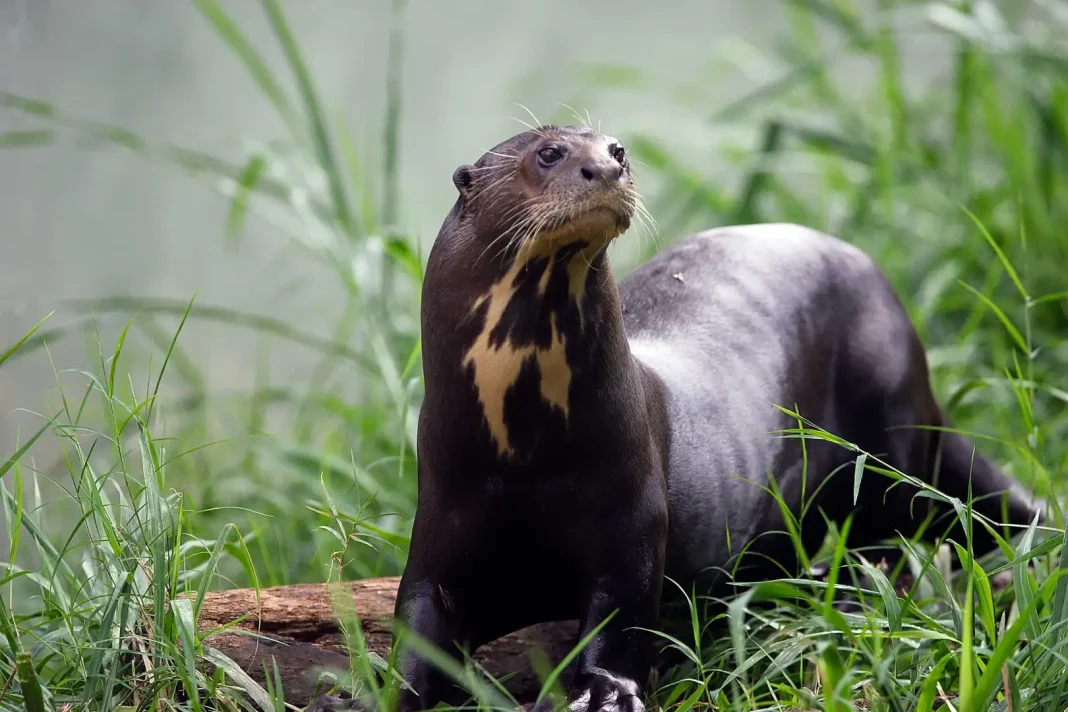 Giant otter ©Shutterstock Found across north-central South America but living mostly in and along the Amazon river and in the Pantanal, the giant otter has suffered habitat loss and degradation to the point where it is now one of the most endangered mammal species in the Neotropics (the Americas and the entire South American temperate zone)