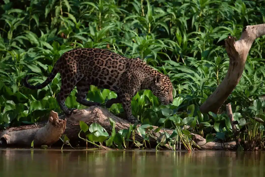 Jaguar ©Getty Images One of the Amazon region's most iconic creatures, the jaguar is threatened by habitat loss, poaching, and killings in human–wildlife conflict situations, particularly with ranchers in Central and South America. Its numbers have declined worryingly since the late 1990s.