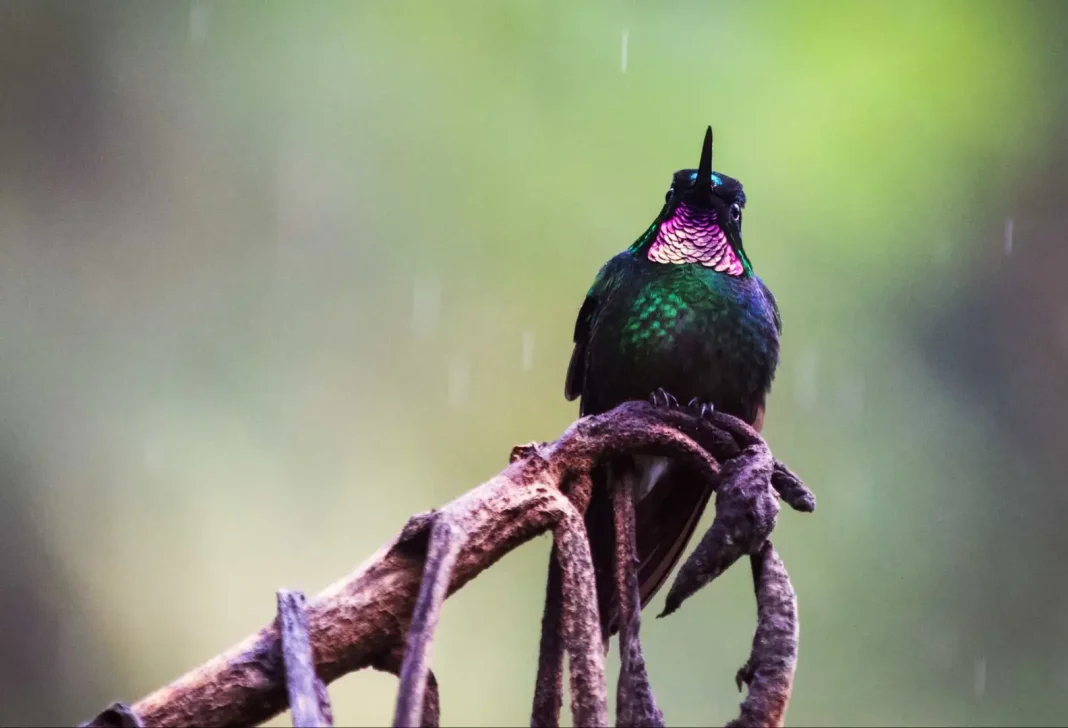 Pink-throated brilliant ©Shutterstock The subtropical or tropical moist lowland forests of Colombia, Ecuador, and Peru are the natural habitats of this dazzling hummingbird species. Deforestation, however, is making sightings of this distinctive bird rarer each year.