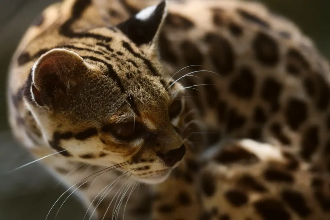 Northern tiger cat ©Getty Images The northern tiger cat, or oncilla, ranges from Central America to central Brazil. A small, slender animal, the feline is generally nocturnal, but this hasn't stopped it being hunted for its pelt, which is highly prized and often sold or made into clothing. Besides poaching, deforestation is also threatening the cat's overall welfare.