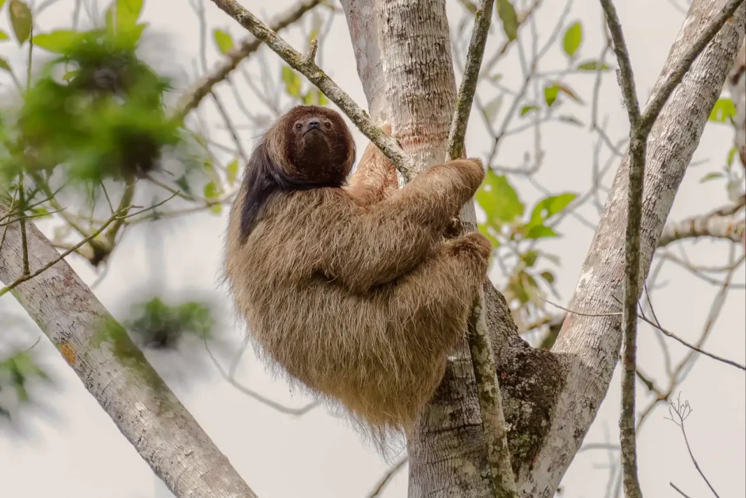 Maned three-toed sloth ©Shutterstock This species of sloth only lives in Brazil, in the country's southeastern Atlantic coastal rain forest. Its range, however, was once much greater, and the maned three-toed sloth could be found as far north as Bahia state. Loss of forest habitat as a result of lumber extraction, charcoal production, and clearance for plantations and cattle pastures is the reason why it's now pocketed where it is.