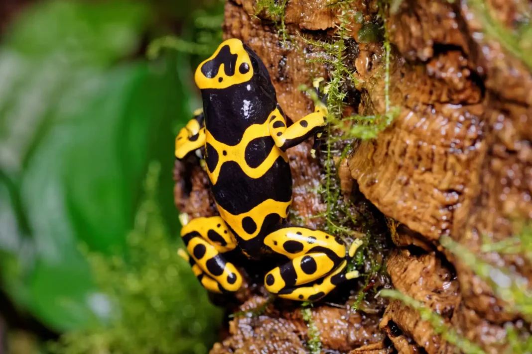 Yellow-banded poison dart frog ©Shutterstock Forest fires, logging, and agriculture threaten this colorful amphibian. In addition, overharvesting of wild specimens for the exotic pet trade is also to blame for a reduction in numbers. Fortunately, it's a robust species and prospects for the frog's survival look good. For now.