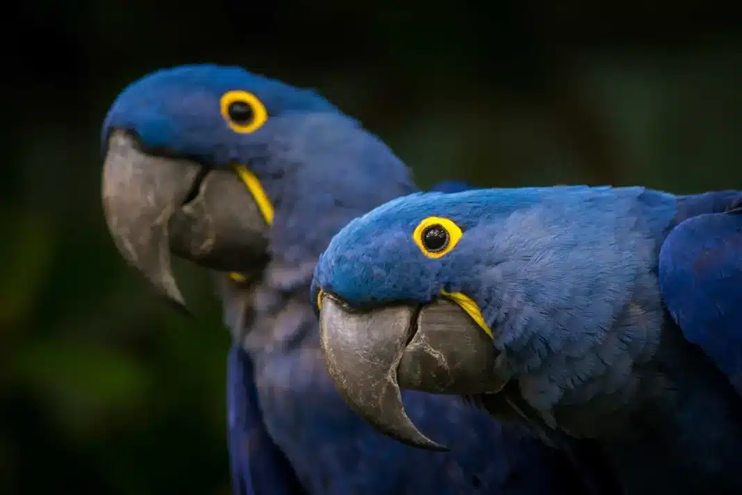 Hyacinth macaw ©Shutterstock Another bird species prized by poachers working for the illegal pet trade, the hyacinth macaw is the largest macaw and the largest flying parrot species. Habitat loss is an additional reason as to why numbers are dwindling.