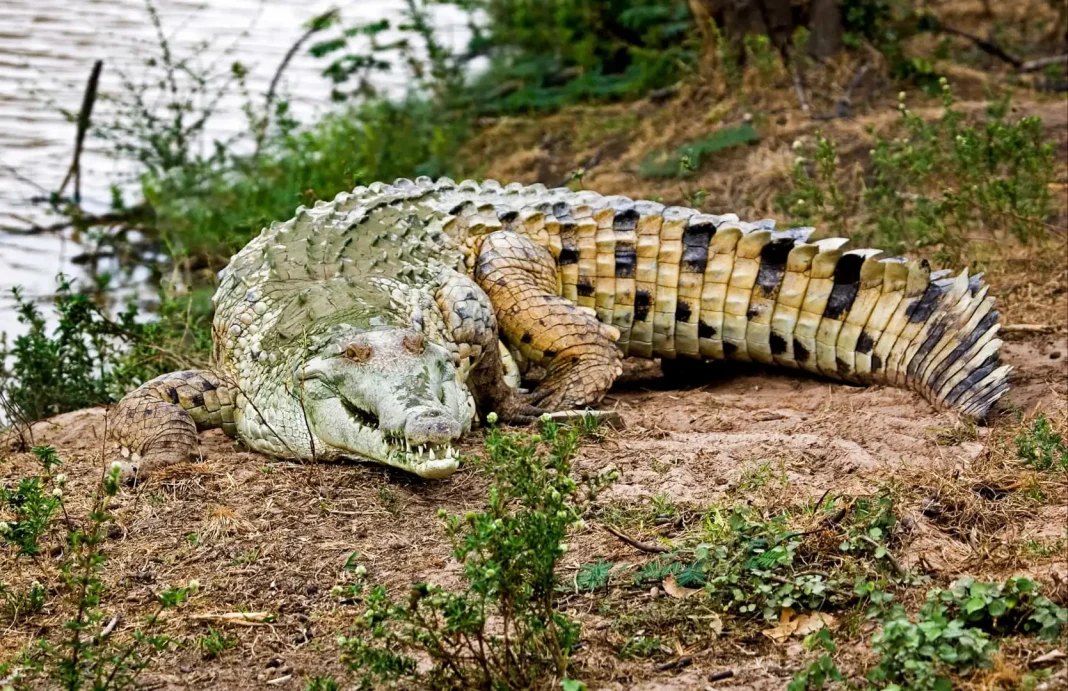 Orinoco crocodile ©Shutterstock Named for the Orinoco river, this species of crocodile was hunted mercilessly for its hide in the 19th and 20th centuries, and numbers have never really recovered. The collection of juveniles for sale in the live animal trade, plus increased water pollution, is edging this rare reptile towards extinction.