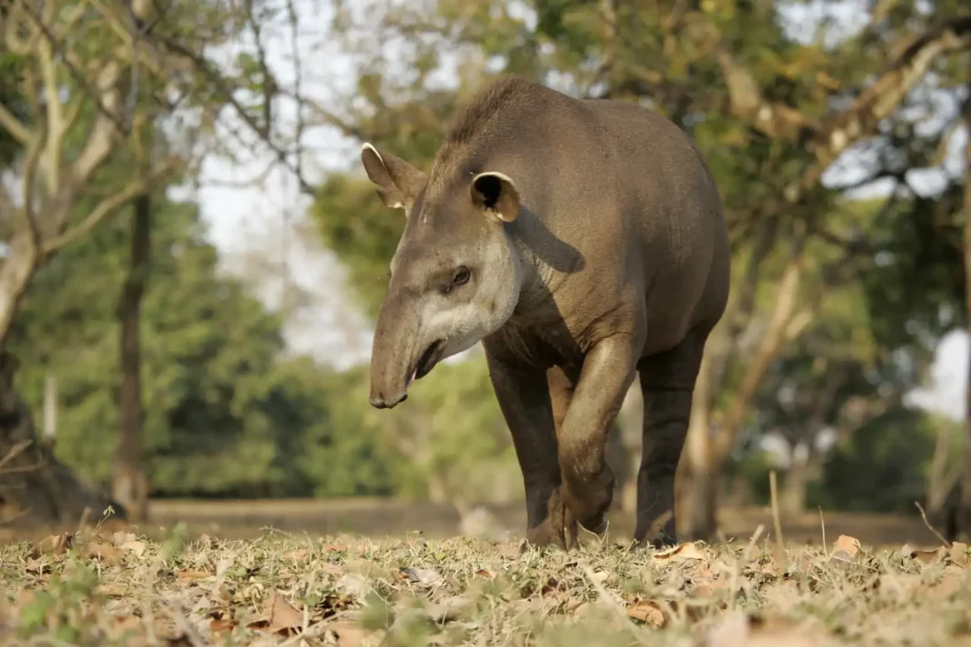 South American tapir ©Shutterstock Once widespread across forest, savanna, shrubland, grassland, and inland wetlands, the largest surviving native terrestrial mammal in the Amazon, also commonly called the Brazilian tapir, in now extinct in parts of Brazil and elsewhere in the region.