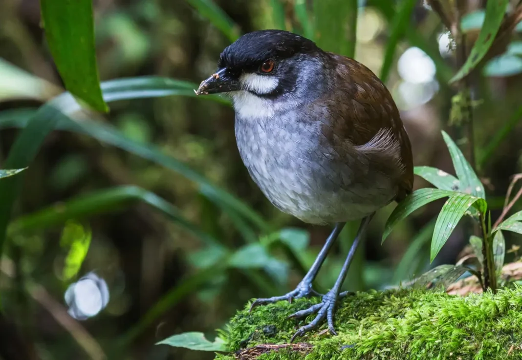 Jocotoco antpitta ©Shutterstock The declining numbers of this shy bird has been blamed on both habitat quality and availability. Antpittas are forest birds that tend to feed at or near the ground since many are specialist ant eaters.