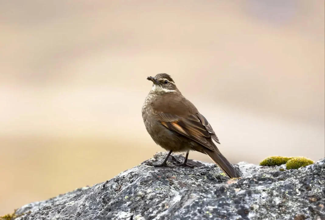 Royal cinclodes ©Shutterstock Confined to the Andes of south-east Peru and the adjacent Amazon region of Bolivia, the royal cinclodes numbers a population of less than 250. A severely fragmented and rapidly declining habitat caused by fires and heavy grazing is blamed for its waning presence.