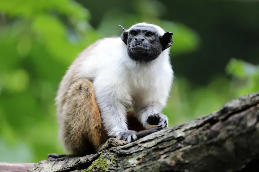 Pied tamarin ©Shutterstock Characterized by their hairless head and ears, these primates are unusual and striking in appearance. Pied tamarins are up against multiple threats to their long-term survival, namely habitat loss, a fact not helped by their range, one of the smallest of any primate.
