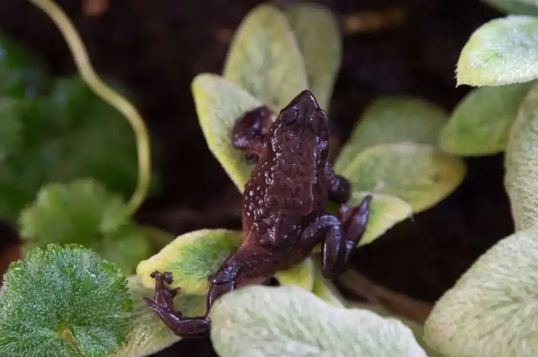 Quito stubfoot toad ©Getty Images The once abundant Quito stubfoot toad was believed to be extinct until its rediscovery in 2016. Coincidentally, another stubfoot species, the Azuay stubfoot toad—believed to be extinct after its last sighting in 2002—leapt back into life 12 months earlier, in 2015.