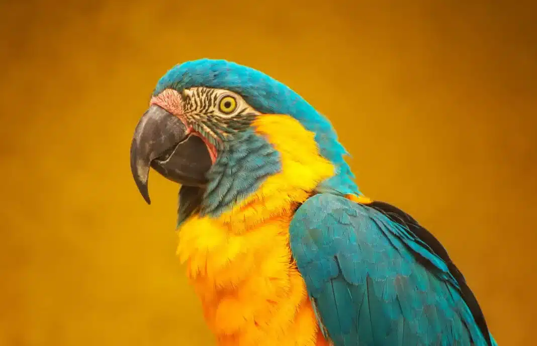 Blue-throated macaw ©Shutterstock The blue-throated macaw was thought to be extinct for years until its rediscovery in the savannas of northern Bolivia in 1992. There are estimated to be fewer than 500 individuals remaining in the wild.