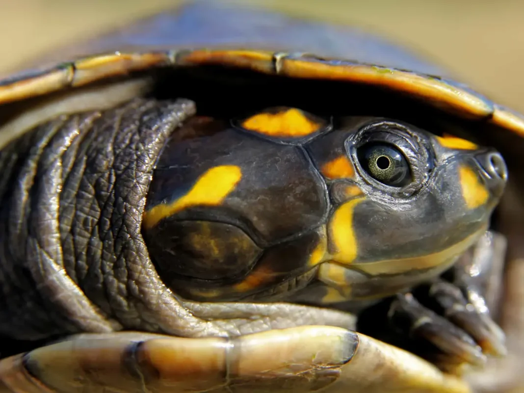 Yellow-spotted river turtle ©Shutterstock One of the largest South American river turtles and native to the Amazon river basin, the yellow-spotted river turtle is at risk due to predation by humans, birds, snakes, large fish, frogs, and some mammals.