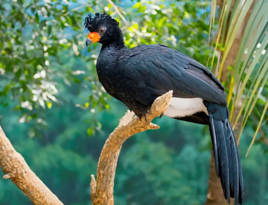 Wattled curassow ©Shutterstock This handsome bird is only found in remote rain forests in the western Amazon basin, a habitat that is being progressively cleared. Hunting is another major threat to the Wattled curassow's existence.