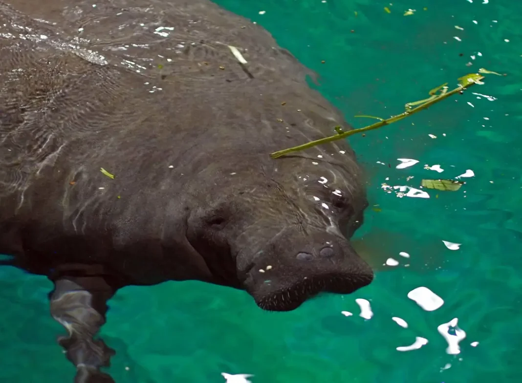 Amazonian manatee ©Shutterstock Gentle and harmless, the Amazonian manatee lives in the Amazon Basin in Brazil, Peru, Bolivia, Colombia, Ecuador, and Venezuela. The main threat to its existence is hunting. Calf mortality, climate change, and habitat loss also contribute towards it decline.
