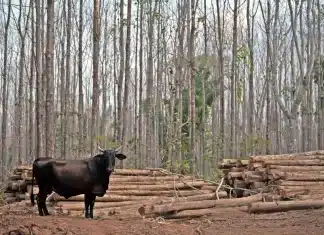 Amazon rainforest cut down to construct highway for climate summit