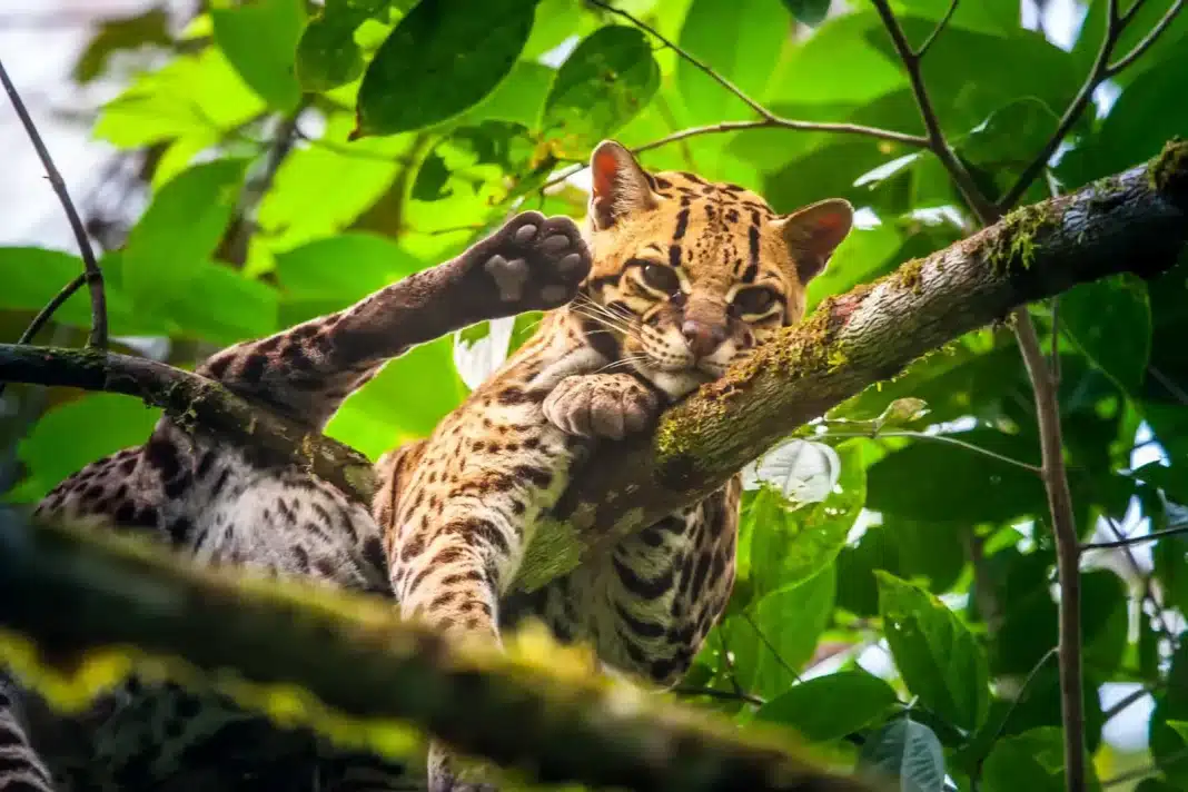 Margay ©Shutterstock Loss of habitat due to deforestation has had an adverse effect on this diminutive, solitary, and nocturnal wild cat.