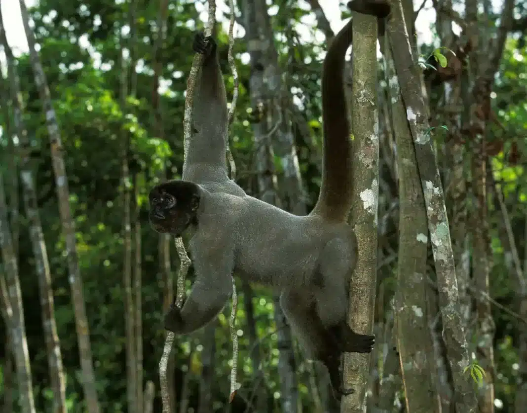 Colombian woolly monkey ©Shutterstock Native to Colombia, the populations of this particular species of wooly monkey have been decimated by habitat loss, poaching, and smuggling as adoption for pets.