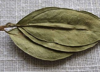 Coca Summit in Peru Focuses Push to End Global Prohibition